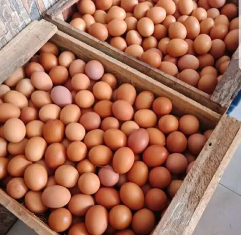 Telur 1 kg